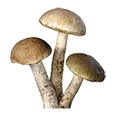 Shrooms - 1K Pack